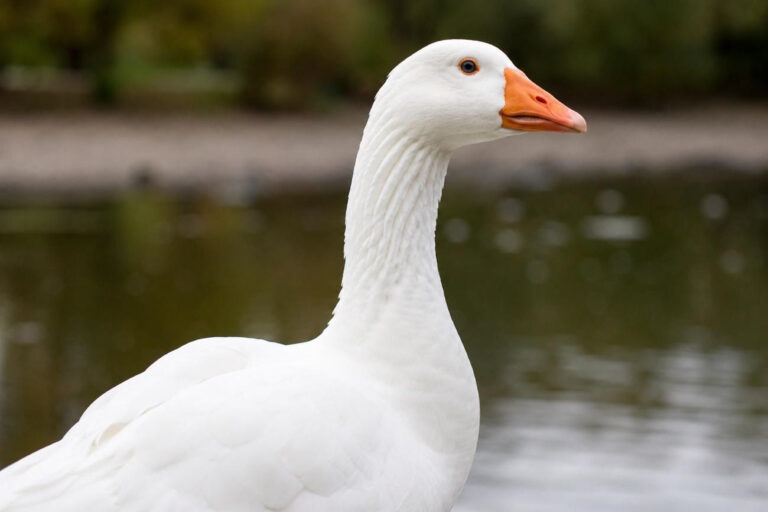 Projeto de lei para banir o foie gras está a um passo de entrar em vigor; falta apenas a sanção de Lula