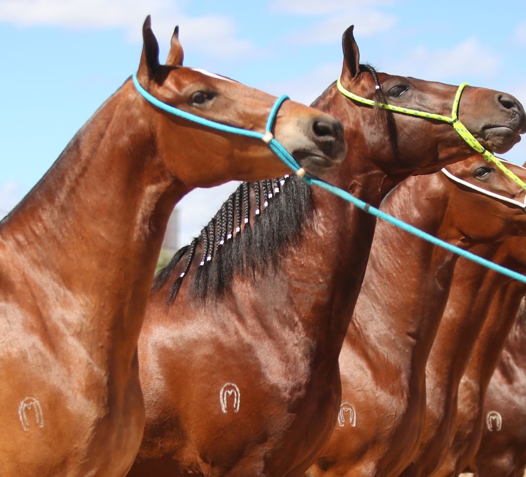 43ª EXPOSIÇÃO NACIONAL DO CAVALO MANGALARGA MARCHADOR REÚNE 1.639 ANIMAIS E 552 EXPOSITORES EM BELO HORIZONTE