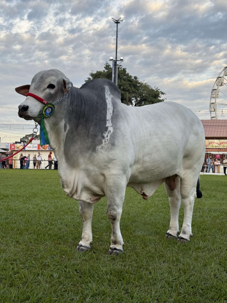 Flamboyant Agropecuária leva genética de excelência à Exposição de Rio Verde!