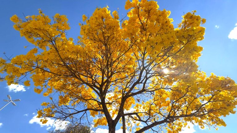 Com cerca de 50 mil exemplares, ipês transformam paisagem de Goiânia durante período de floração
