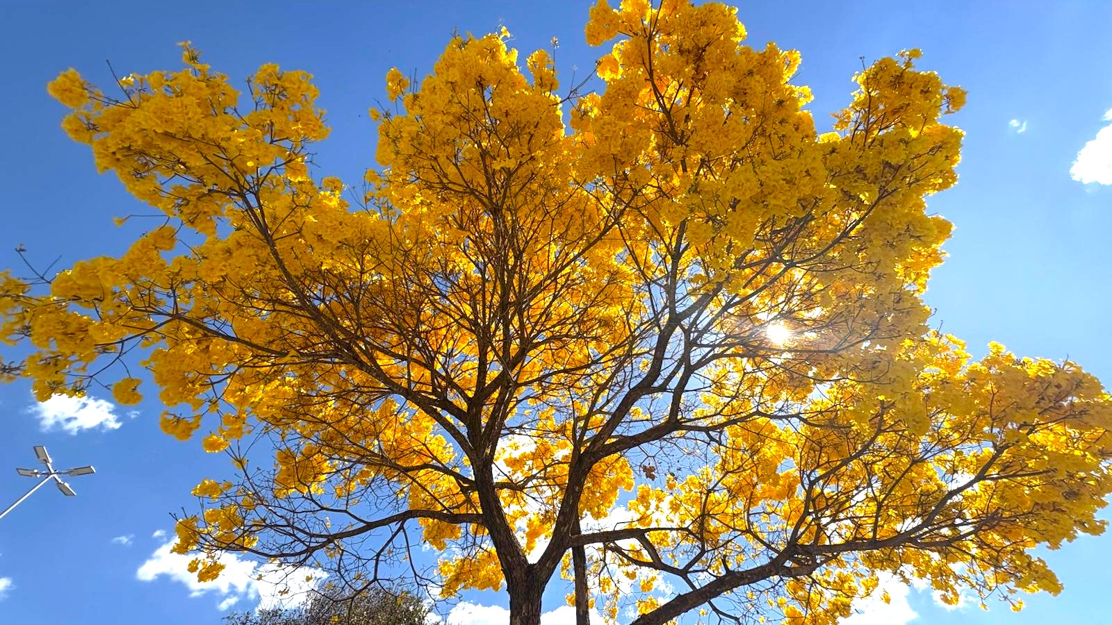 Com cerca de 50 mil exemplares, ipês transformam paisagem de Goiânia durante período de floração