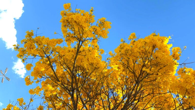 Com cerca de 50 mil exemplares, ipês transformam paisagem de Goiânia durante período de floração