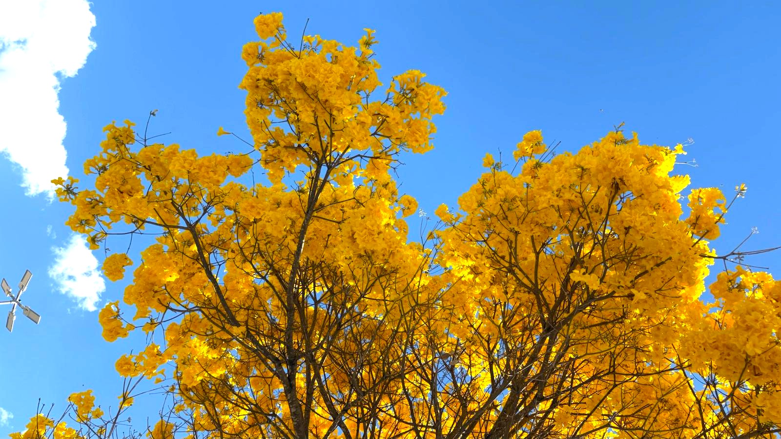 Com cerca de 50 mil exemplares, ipês transformam paisagem de Goiânia durante período de floração