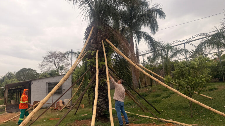 Árvores retiradas da Praça Ciro Lisita estão vivas e recuperação segue dentro do previsto
