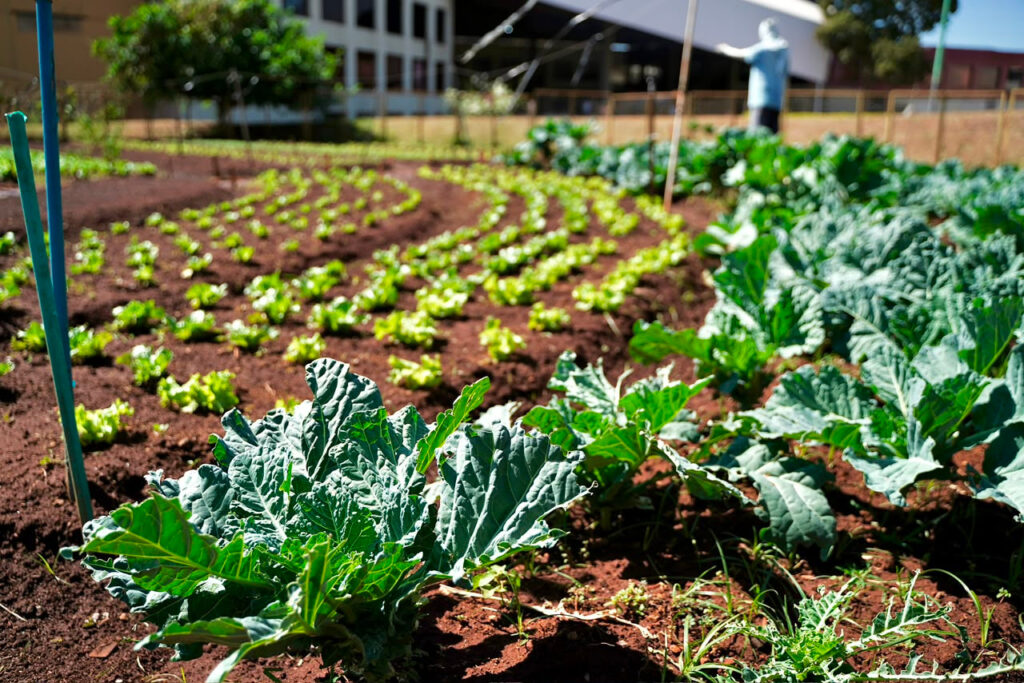 Programa Troca e Coopera Goiânia promove troca de recicláveis por alimentos neste sábado (29/8)