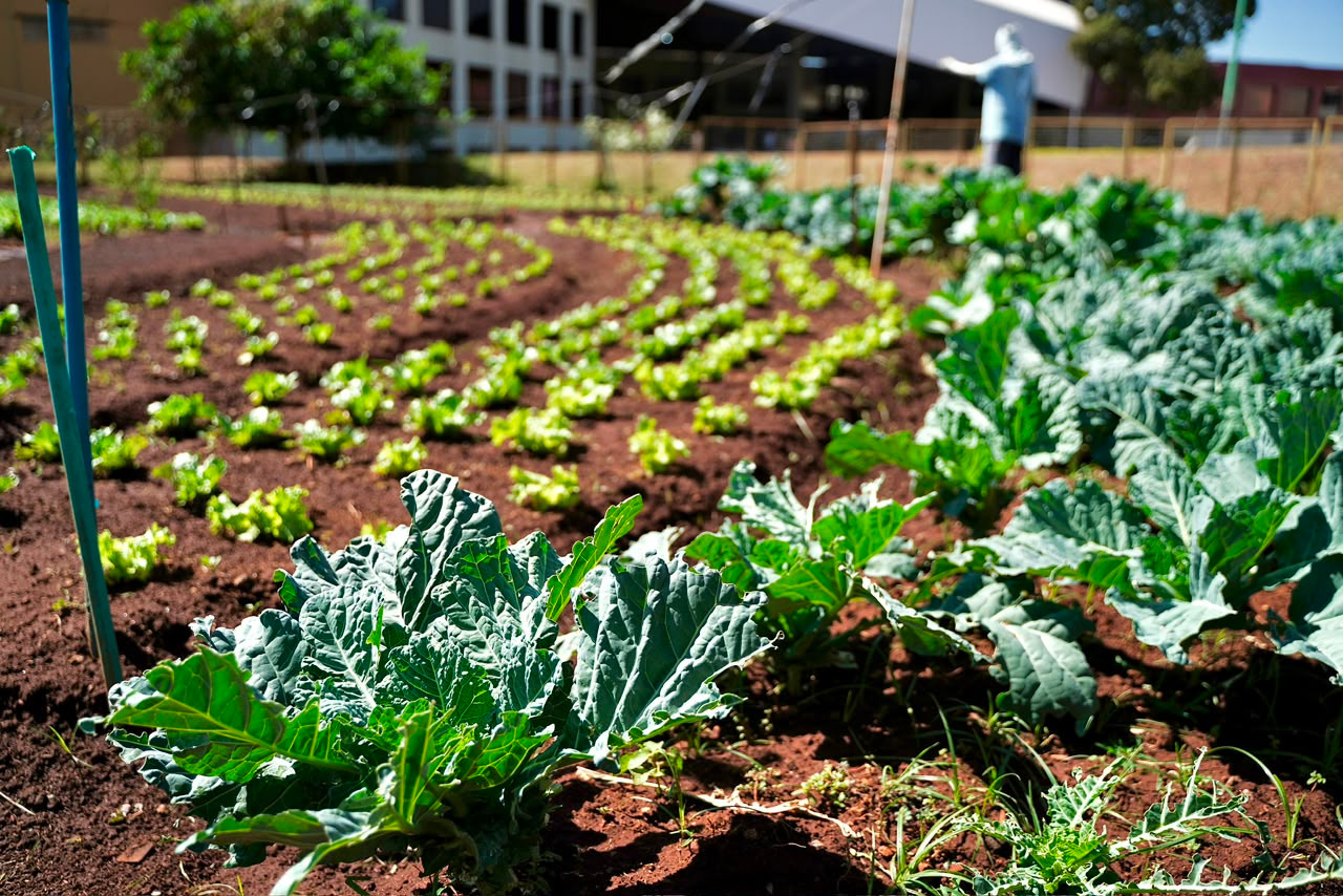 Programa Troca e Coopera Goiânia promove troca de recicláveis por alimentos neste sábado (29/8)