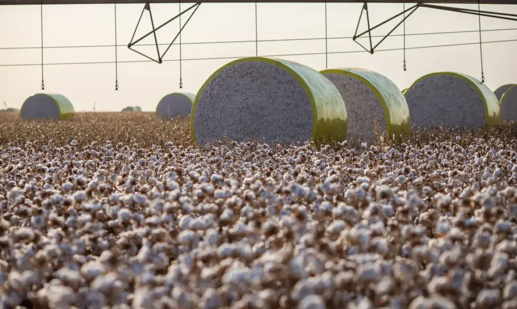 Entenda mudança no mapa que tirou Sorriso do topo da produção agrícola