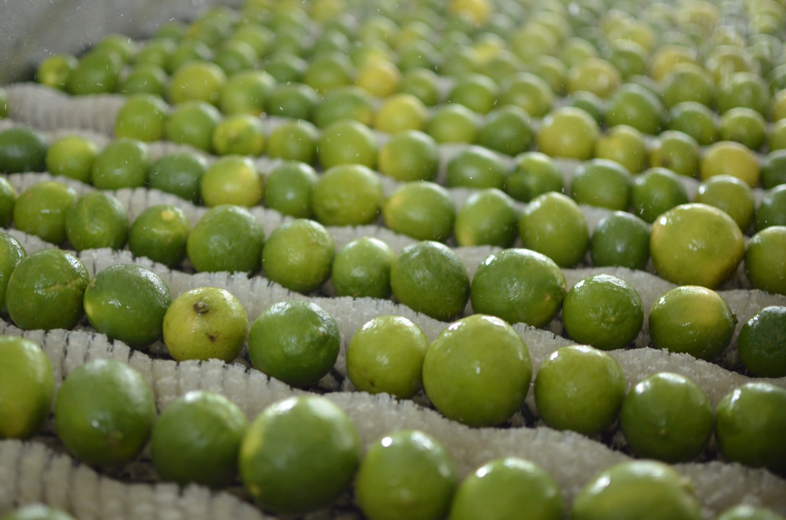 Indústria de sucos estimula produtores de Bela Vista de Goiás a cultivar frutas para abastecer fábrica