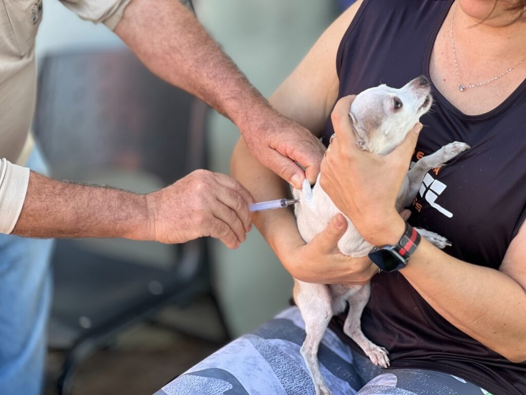 Goiânia realiza campanha antirrábica com vacinas gratuitas para cães e gatos