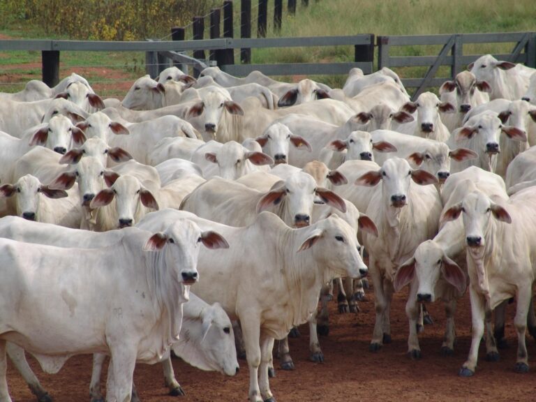 Leilão do Grupo Sobreiro reúne 50 touros Nelore neste sábado em Goiás