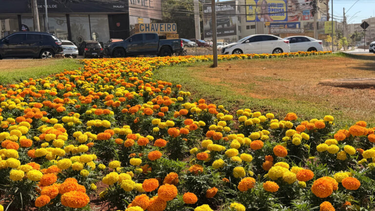 Primavera chega a Goiânia com a cidade florida e mais de 123 mil mudas plantadas pela Comurg
