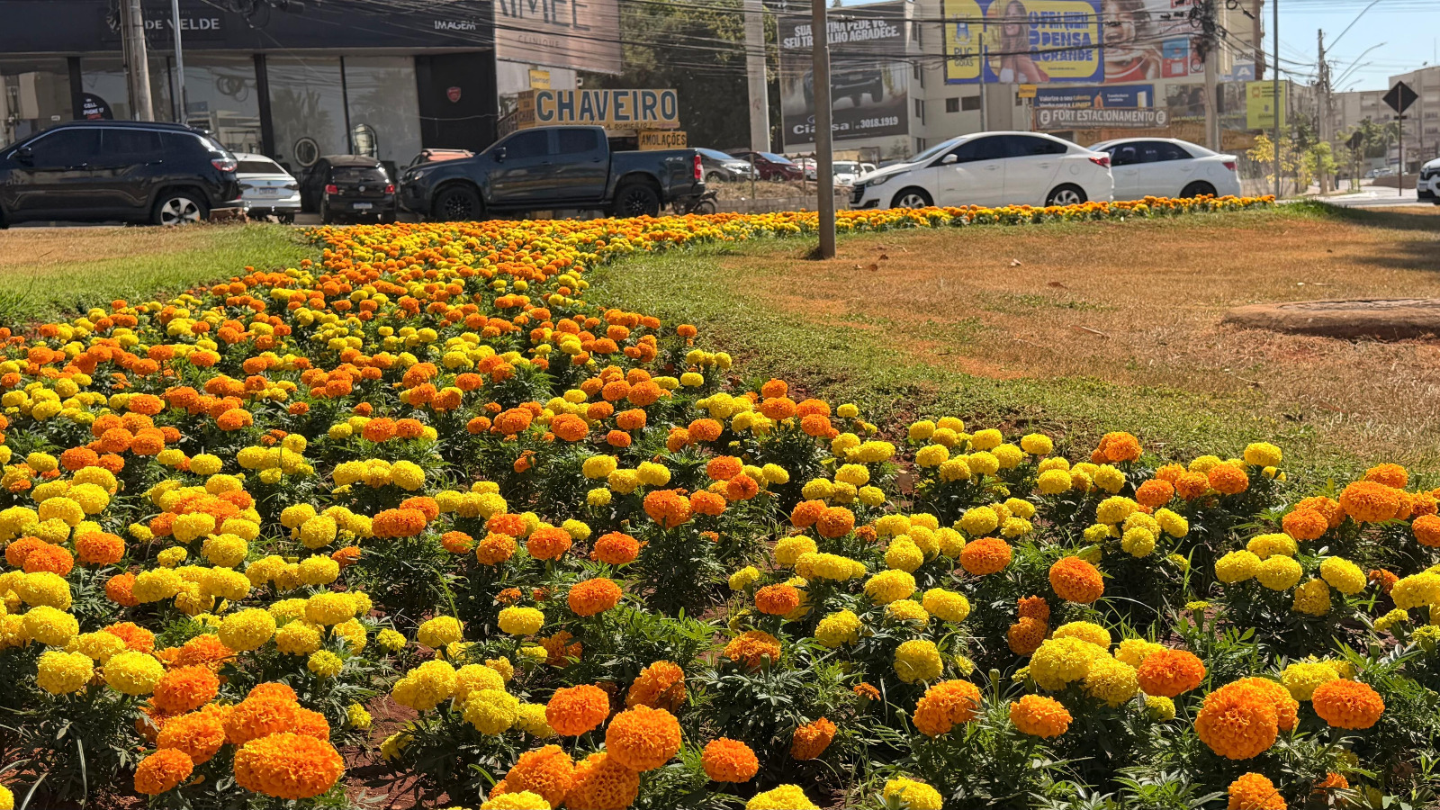 Primavera chega a Goiânia com a cidade florida e mais de 123 mil mudas plantadas pela Comurg